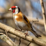 European Goldfinch (Carduelis carduelis) @ Fornebu, Norway. Photo: Håvard Rosenlund