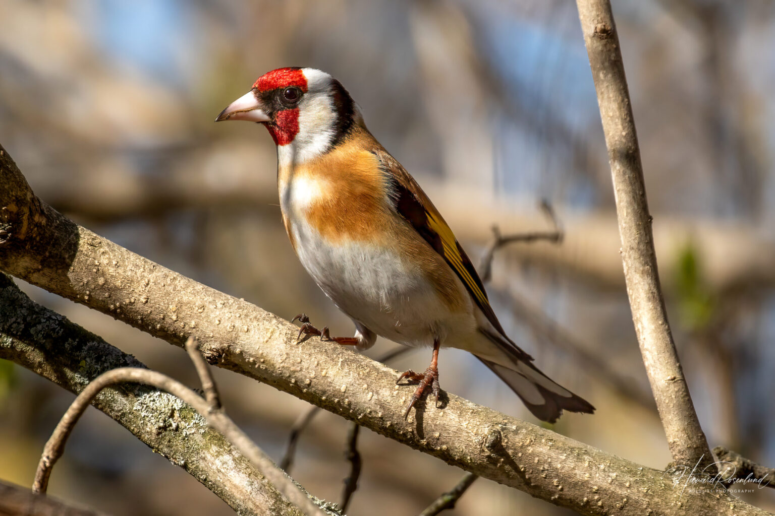 European Goldfinch (Carduelis carduelis) @ Fornebu, Norway. Photo: Håvard Rosenlund