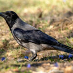 Gråkråke (Corvus corone cornix) @ Fornebu. Foto: Håvard Rosenlund