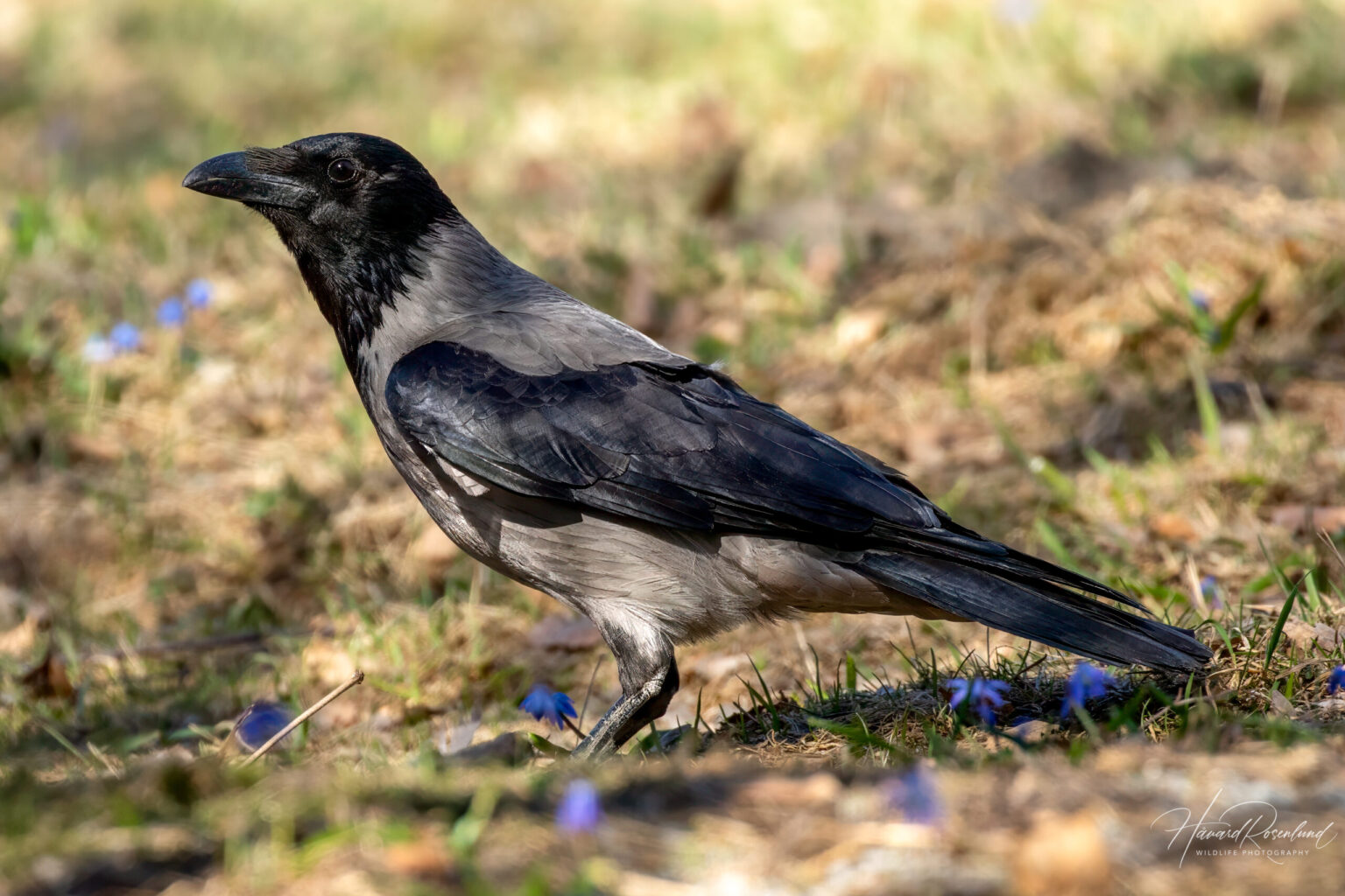 Gråkråke (Corvus corone cornix) @ Fornebu. Foto: Håvard Rosenlund
