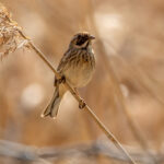 Reed Bunting (Emberiza schoeniclus) - Female @ Fornebu, Norway. Photo: Håvard Rosenlund