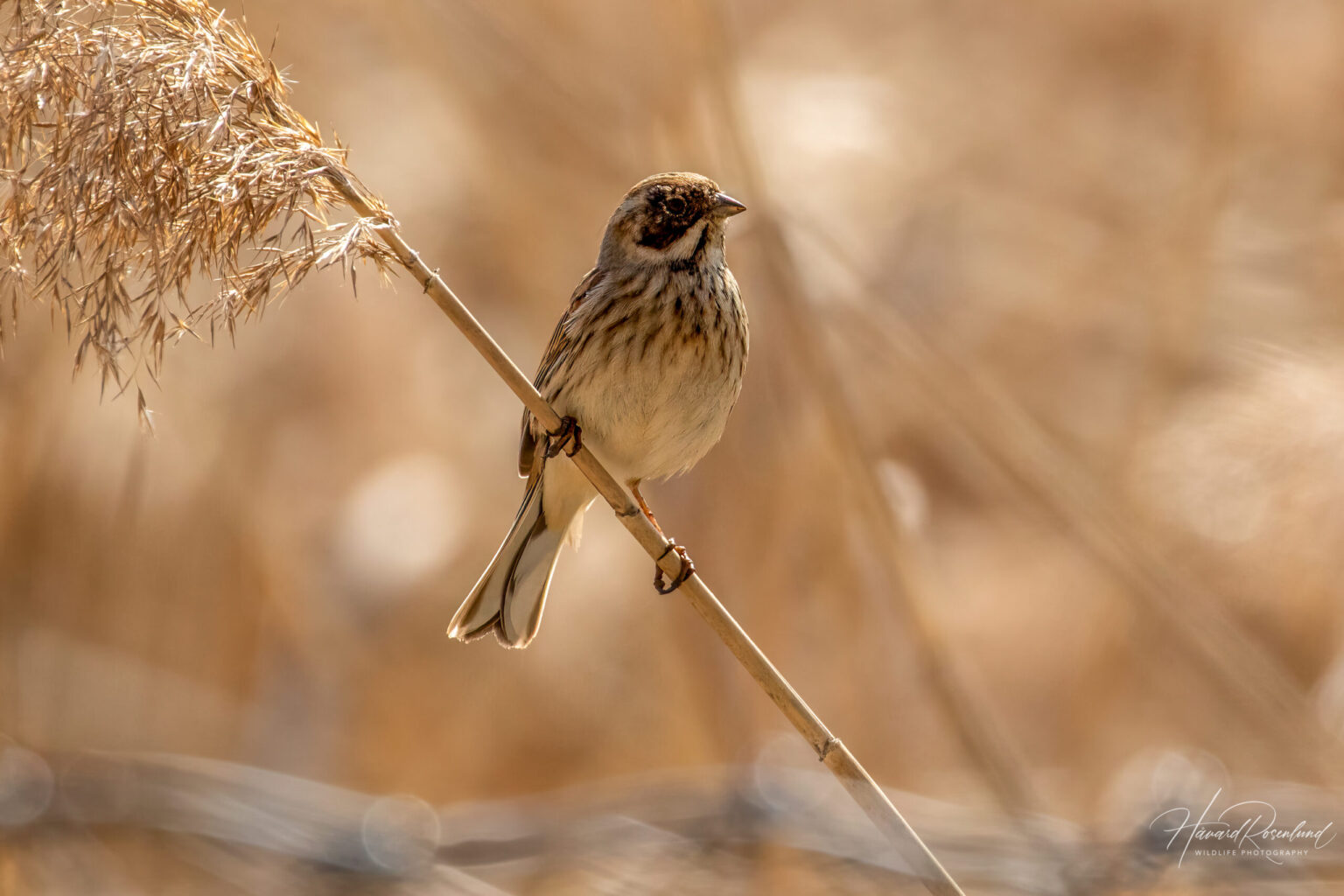 Reed Bunting (Emberiza schoeniclus) - Female @ Fornebu, Norway. Photo: Håvard Rosenlund