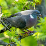 Common Wood Pigeon (Columba palumbus) @ Botanical Garden, Oslo, Norway. Photo: Håvard Rosenlund