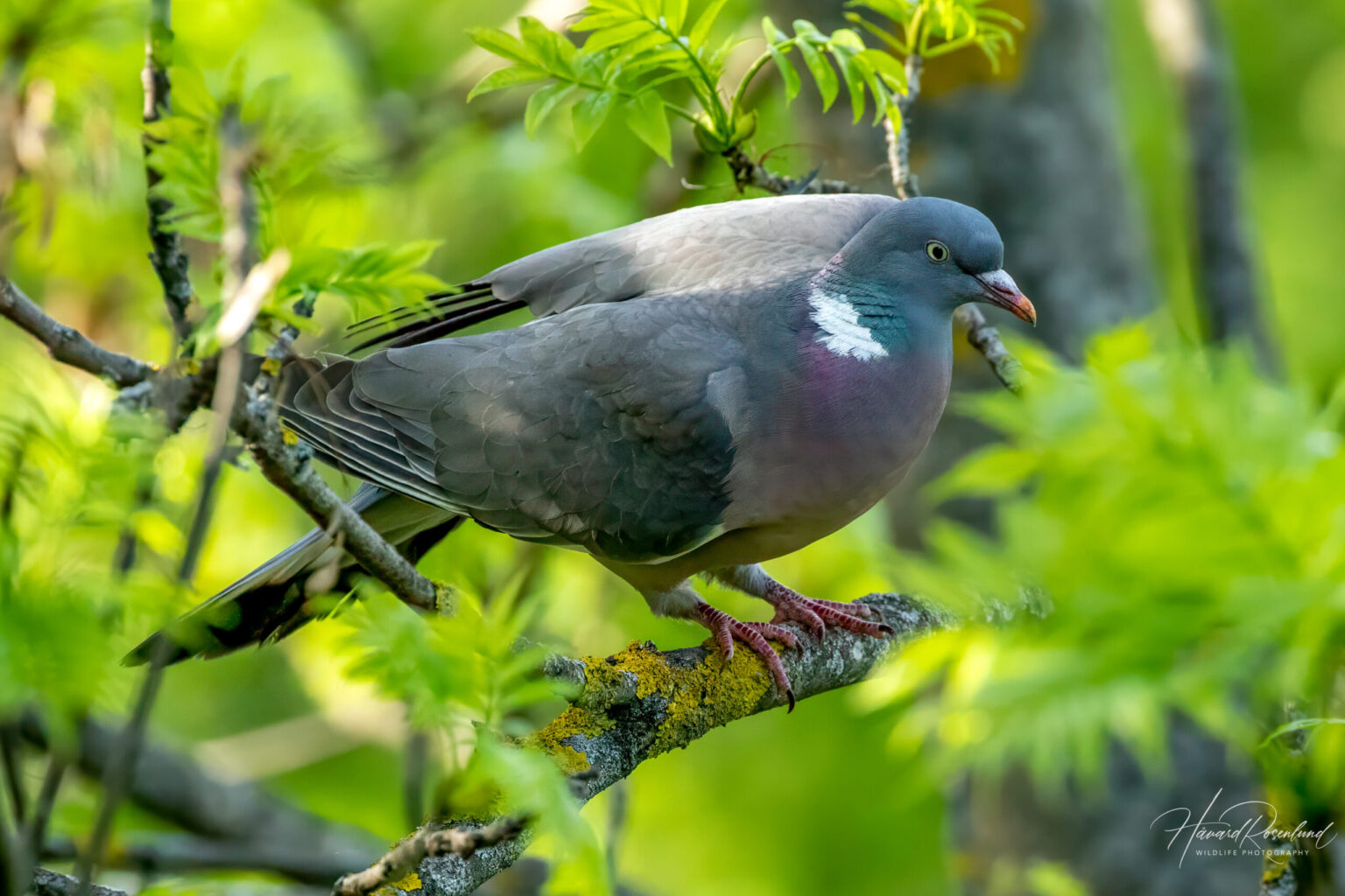Common Wood Pigeon (Columba palumbus) @ Botanical Garden, Oslo, Norway. Photo: Håvard Rosenlund