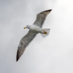 Lesser Black-backed Gull (Larus fuscus) @ Fornebu, Norway. Photo: Håvard Rosenlund