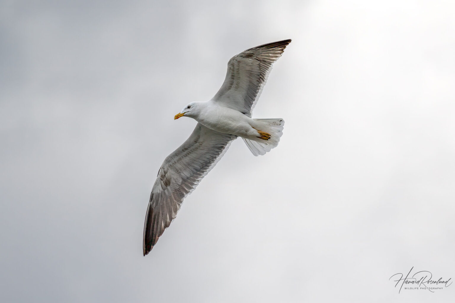 Lesser Black-backed Gull (Larus fuscus) @ Fornebu, Norway. Photo: Håvard Rosenlund