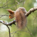 Eurasian Red Squirrel (Sciurus vulgaris) @ Nittedal, Norway. Photo: Håvard Rosenlund