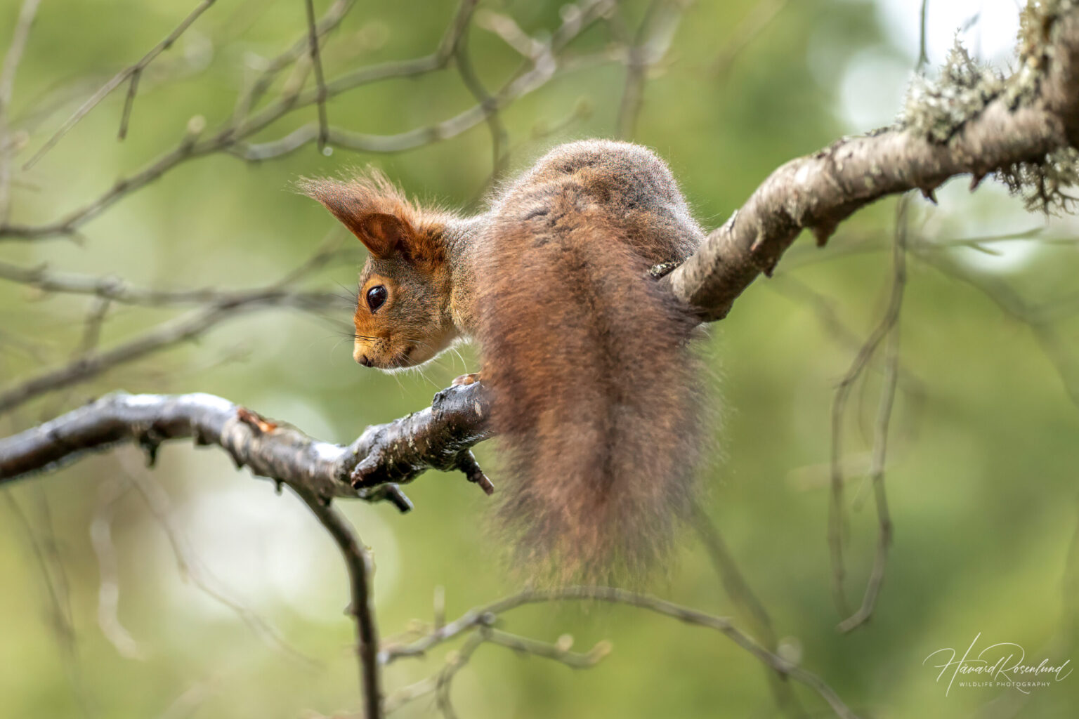 Eurasian Red Squirrel (Sciurus vulgaris) @ Nittedal, Norway. Photo: Håvard Rosenlund