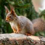 Eurasian Red Squirrel (Sciurus vulgaris) @ Nittedal, Norway. Photo: Håvard Rosenlund