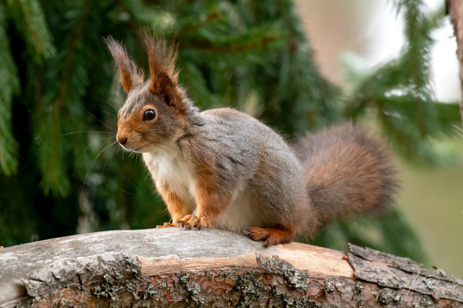 Eurasian Red Squirrel (Sciurus vulgaris) @ Nittedal, Norway. Photo: Håvard Rosenlund