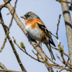 Brambling (Fringilla montifringilla) @ Nittedal, Norway. Photo: Håvard Rosenlund