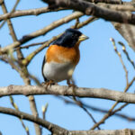 Brambling (Fringilla montifringilla) @ Nittedal, Norway. Photo: Håvard Rosenlund