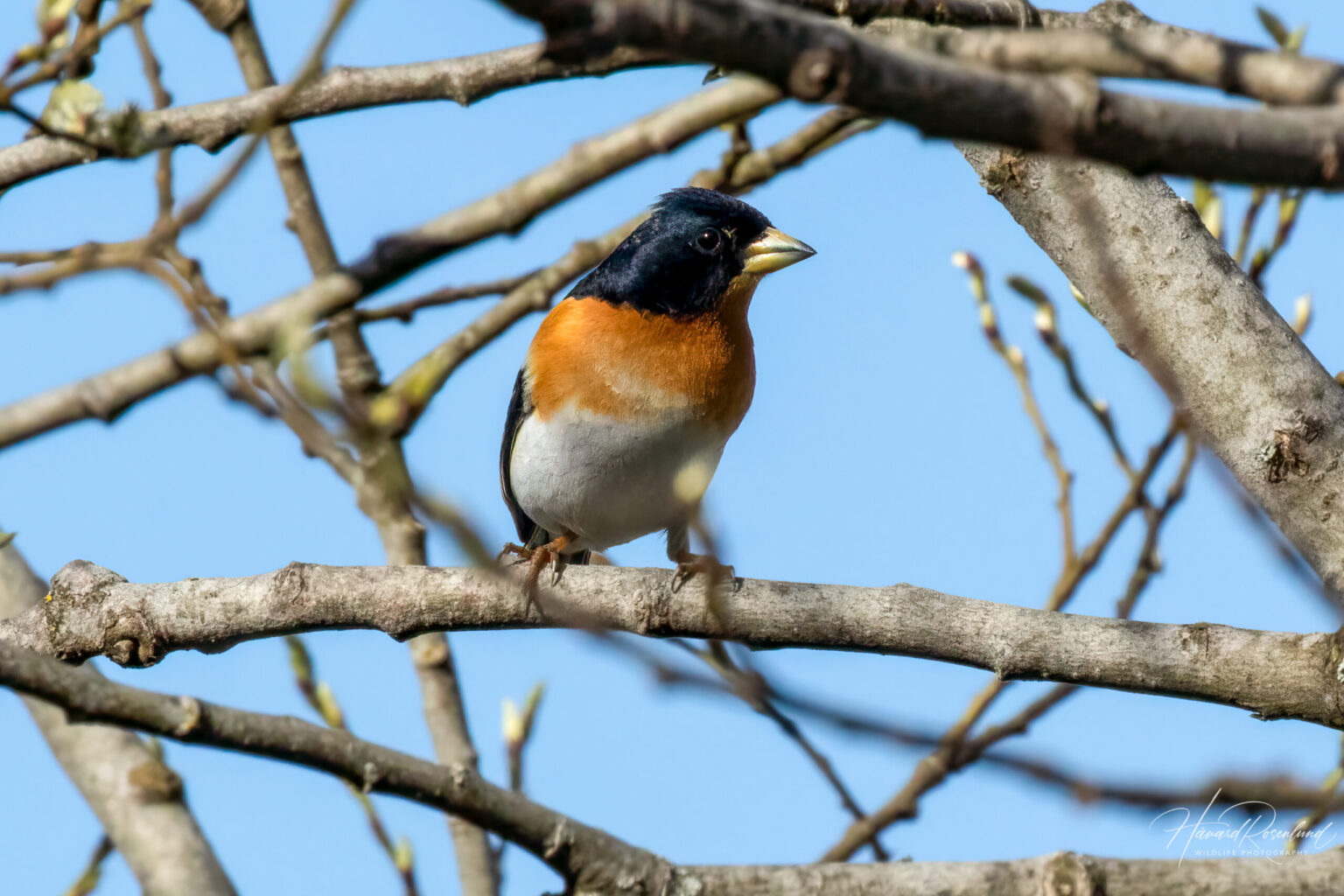 Brambling (Fringilla montifringilla) @ Nittedal, Norway. Photo: Håvard Rosenlund