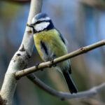 Eurasian Blue Tit (Cyanistes caeruleus) @ Nittedal, Norway. Photo: Håvard Rosenlund