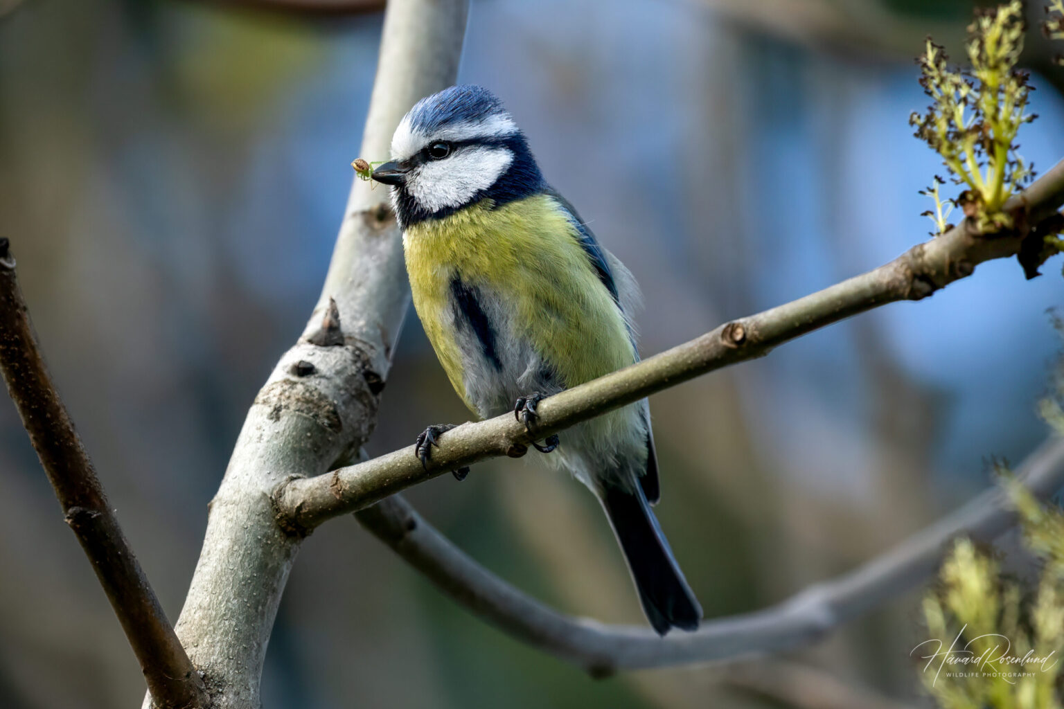 Eurasian Blue Tit (Cyanistes caeruleus) @ Nittedal, Norway. Photo: Håvard Rosenlund