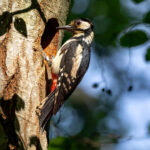Great Spotted Woodpecker (Dendrocopos major) - Female @ Østensjøvannet, Oslo, Norway. Photo: Håvard Rosenlund