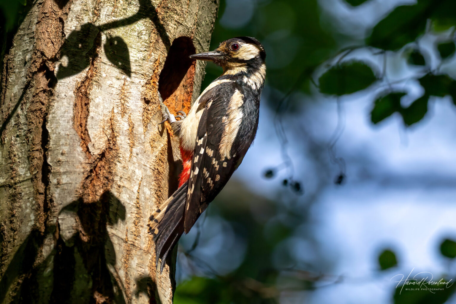 Great Spotted Woodpecker (Dendrocopos major) - Female @ Østensjøvannet, Oslo, Norway. Photo: Håvard Rosenlund