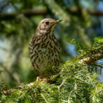 Song Thrush (Turdus philomelos) @ Nordre Øyeren Nature Reserve, Norway. Photo: Håvard Rosenlund