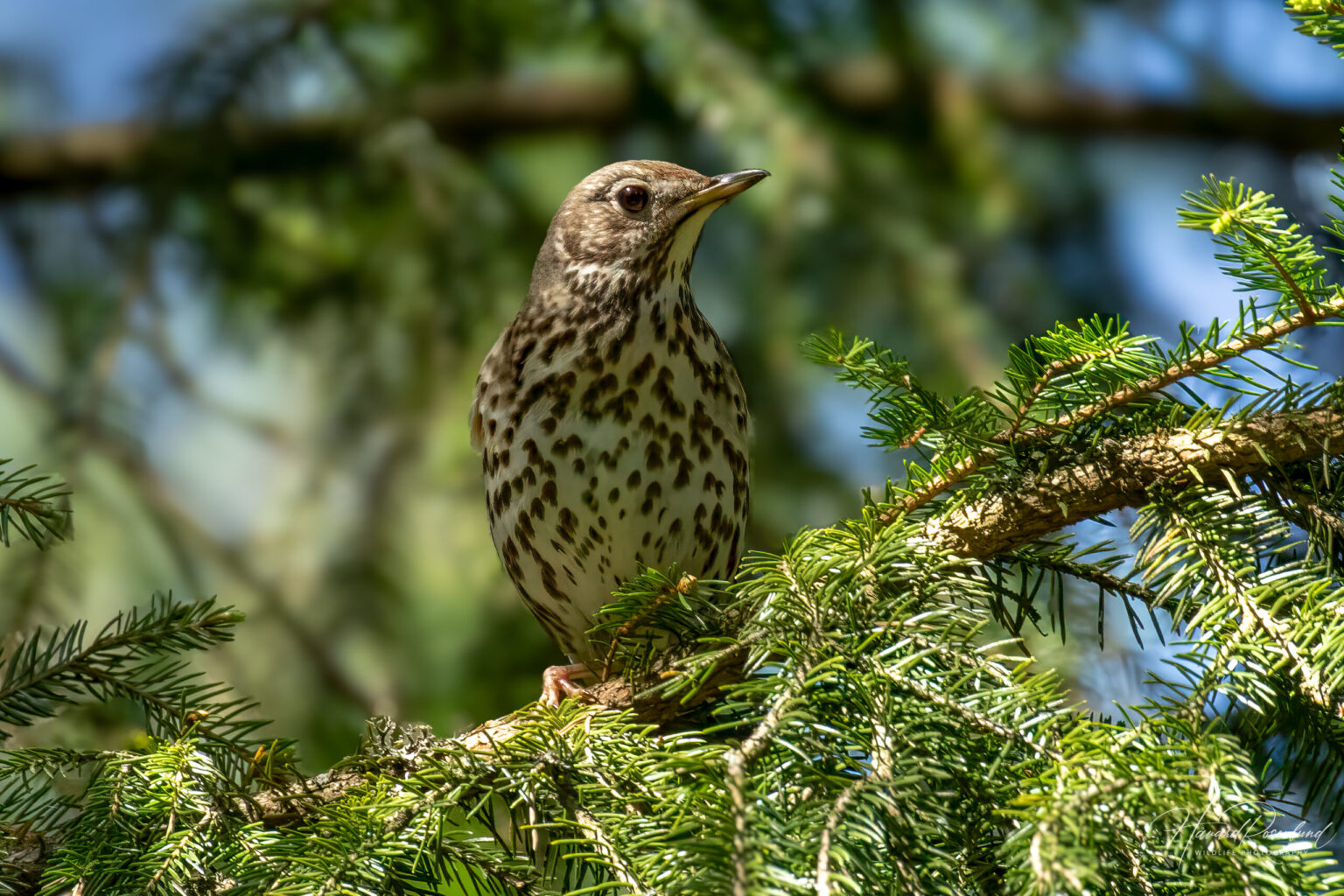 Song Thrush (Turdus philomelos) @ Nordre Øyeren Nature Reserve, Norway. Photo: Håvard Rosenlund