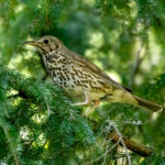 Song Thrush (Turdus philomelos) @ Nordre Øyeren Nature Reserve, Norway. Photo: Håvard Rosenlund