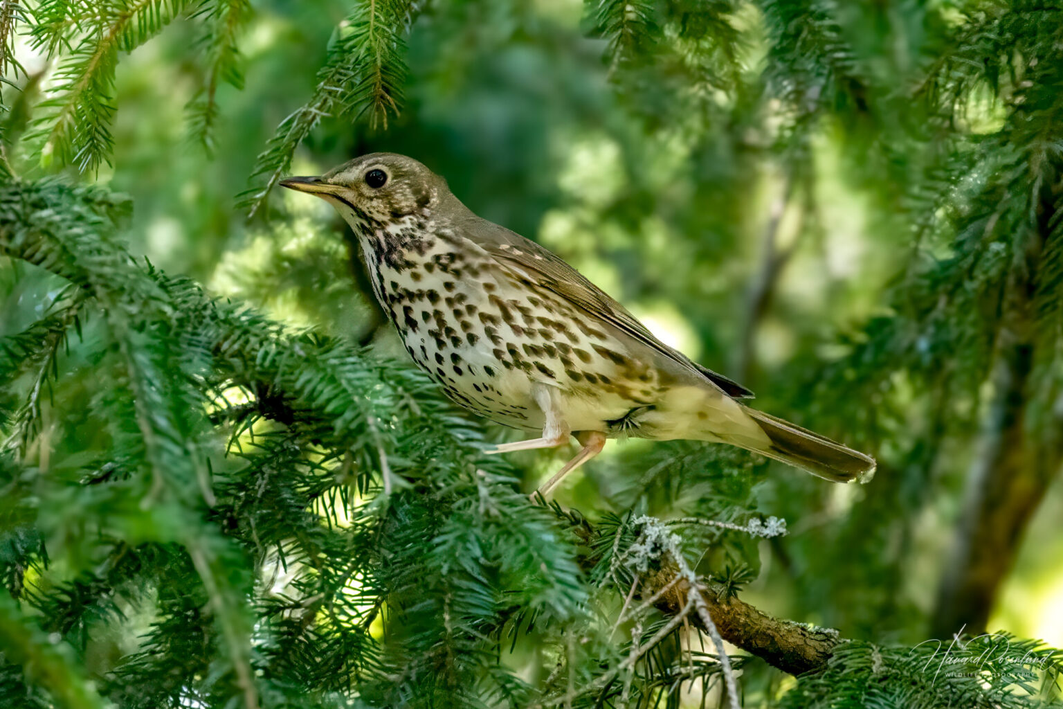 Song Thrush (Turdus philomelos) @ Nordre Øyeren Nature Reserve, Norway. Photo: Håvard Rosenlund