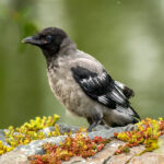 Gråkråke (Corvus corone cornix) - Ungfugl @ Fornebu. Foto: Håvard Rosenlund