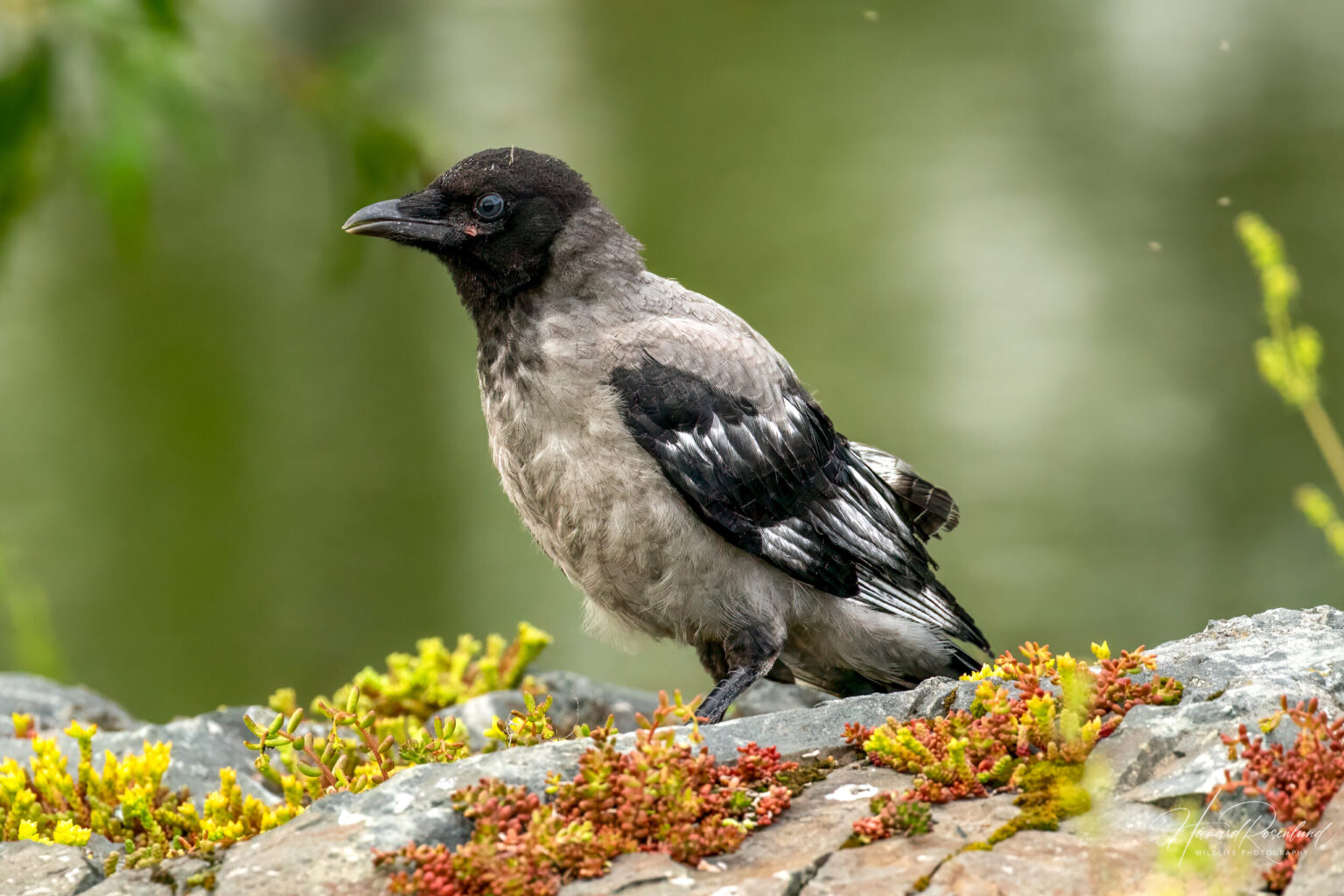 Gråkråke (Corvus corone cornix) - Ungfugl @ Fornebu. Foto: Håvard Rosenlund
