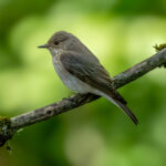 Spotted Flycatcher (Muscicapa striata) @ Sandvika, Norway. Photo: Håvard Rosenlund