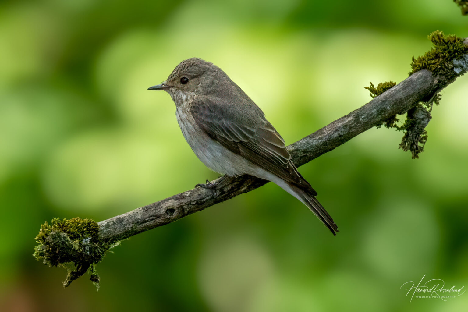 Spotted Flycatcher (Muscicapa striata) @ Sandvika, Norway. Photo: Håvard Rosenlund