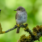 Spotted Flycatcher (Muscicapa striata) @ Sandvika, Norway. Photo: Håvard Rosenlund