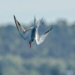 Common Tern (Sterna hirundo) @ Gressholmen, Oslo, Norway. Photo: Håvard Rosenlund