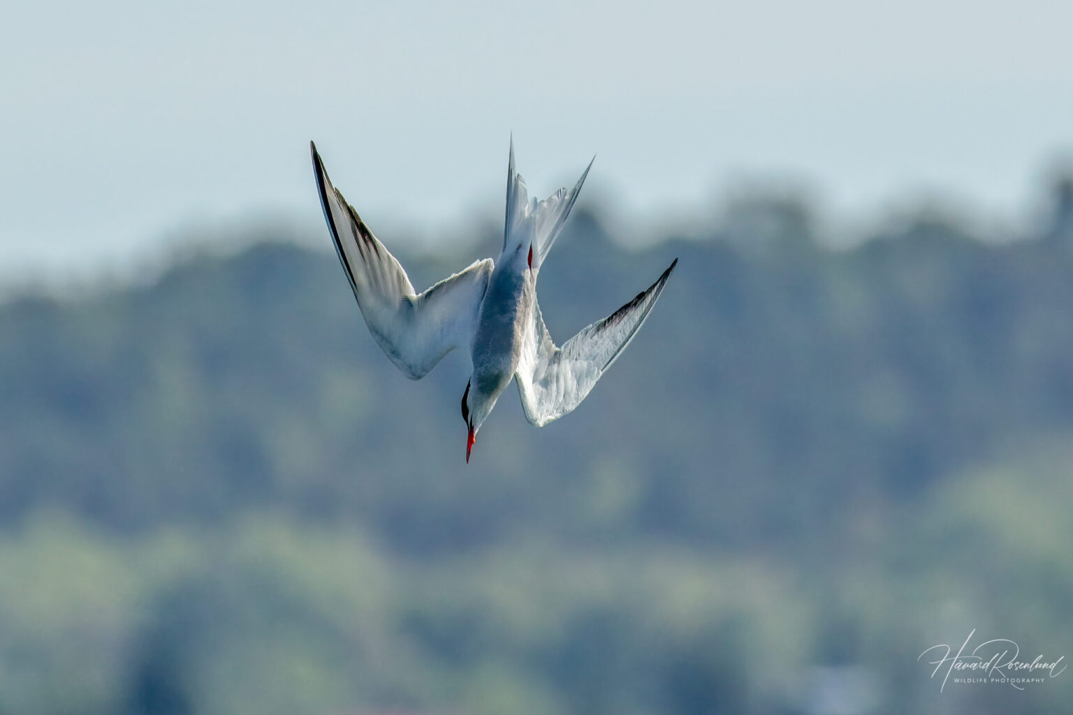 Common Tern (Sterna hirundo) @ Gressholmen, Oslo, Norway. Photo: Håvard Rosenlund