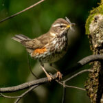 Redwing (Turdus iliacus) @ Sandvika, Norway. Photo: Håvard Rosenlund