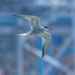 Common Tern (Sterna hirundo) @ Gressholmen, Oslo, Norway. Photo: Håvard Rosenlund