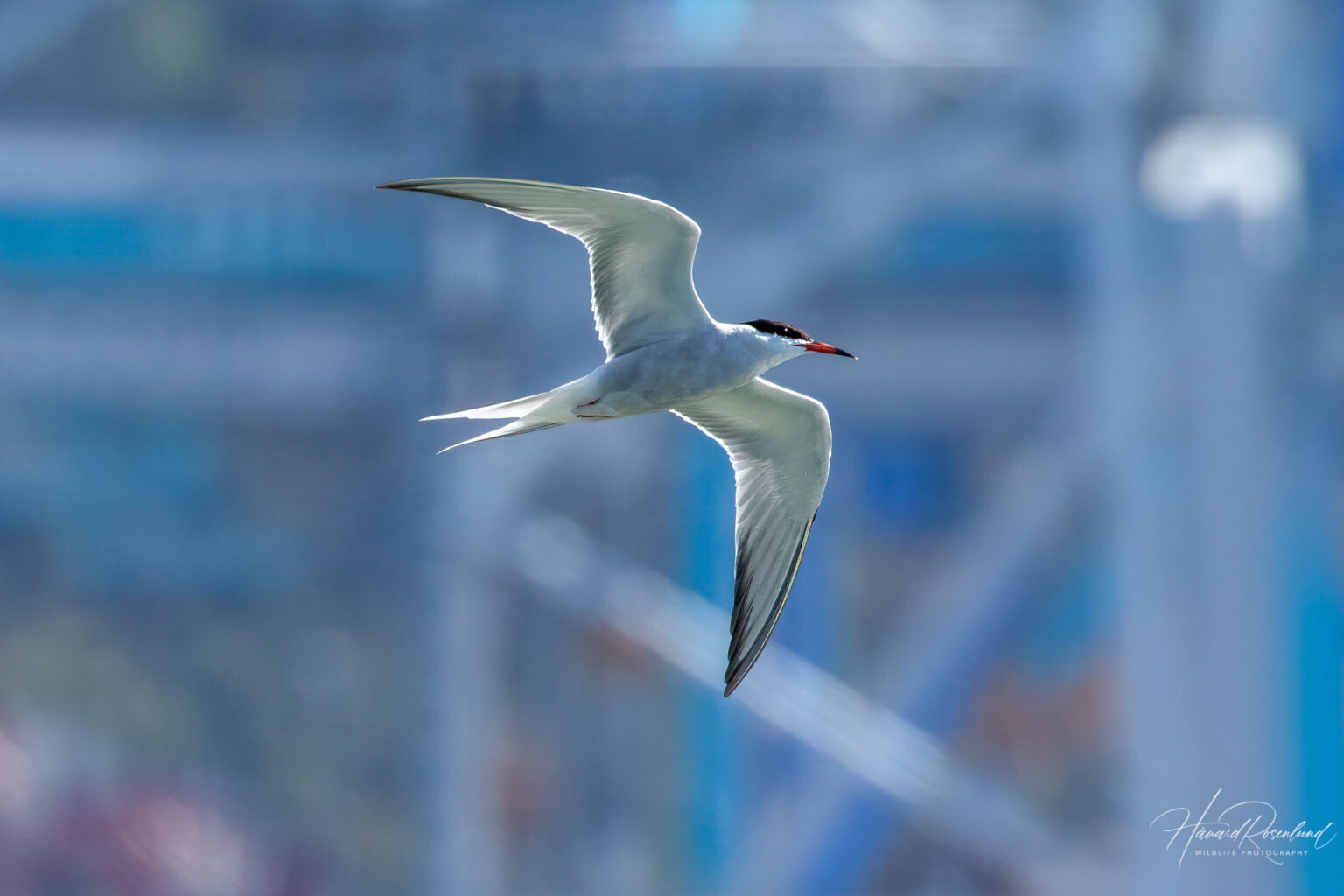 Common Tern (Sterna hirundo) @ Gressholmen, Oslo, Norway. Photo: Håvard Rosenlund