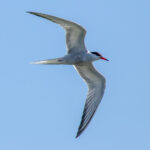 Common Tern (Sterna hirundo) @ Gressholmen, Oslo, Norway. Photo: Håvard Rosenlund