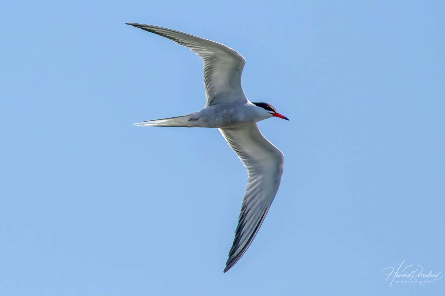 Common Tern (Sterna hirundo) @ Gressholmen, Oslo, Norway. Photo: Håvard Rosenlund