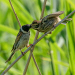Reed Bunting (Emberiza schoeniclus) @ Fornebu, Norway. Photo: Håvard Rosenlund