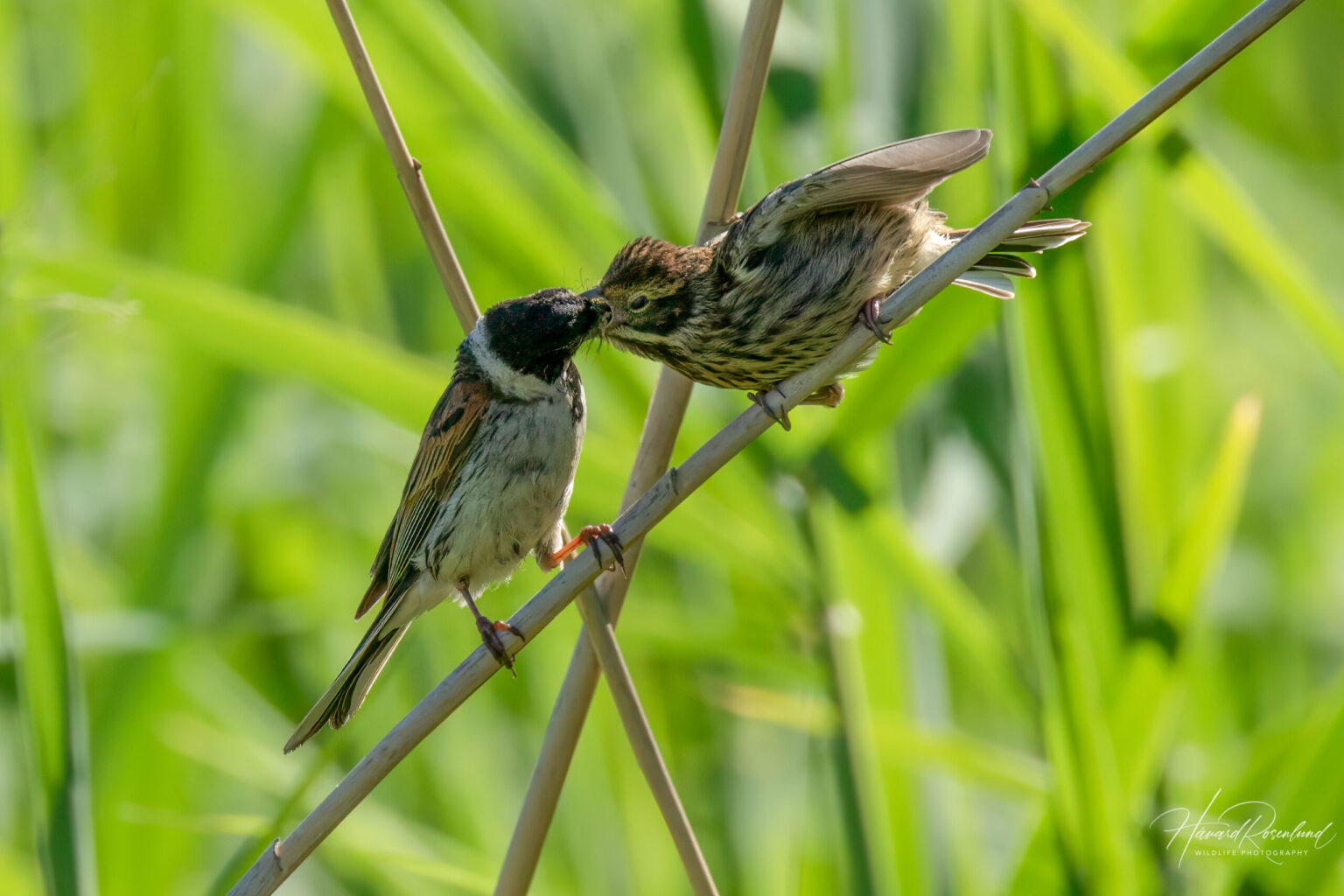 Reed Bunting (Emberiza schoeniclus) @ Fornebu, Norway. Photo: Håvard Rosenlund