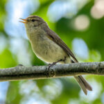 Common Chiffchaff (Phylloscopus collybita) @ Fornebu, Norway. Photo: Håvard Rosenlund