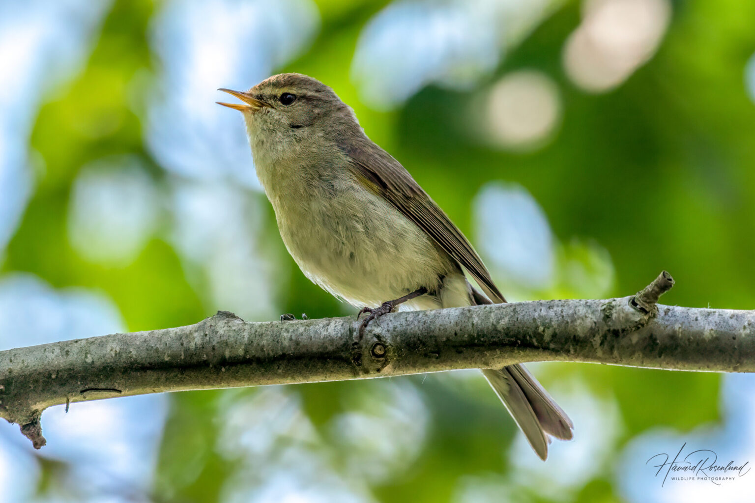 Common Chiffchaff (Phylloscopus collybita) @ Fornebu, Norway. Photo: Håvard Rosenlund
