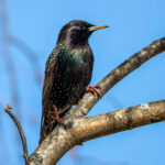 Stær (Sturnus vulgaris) @ Fornebu. Foto: Håvard Rosenlund