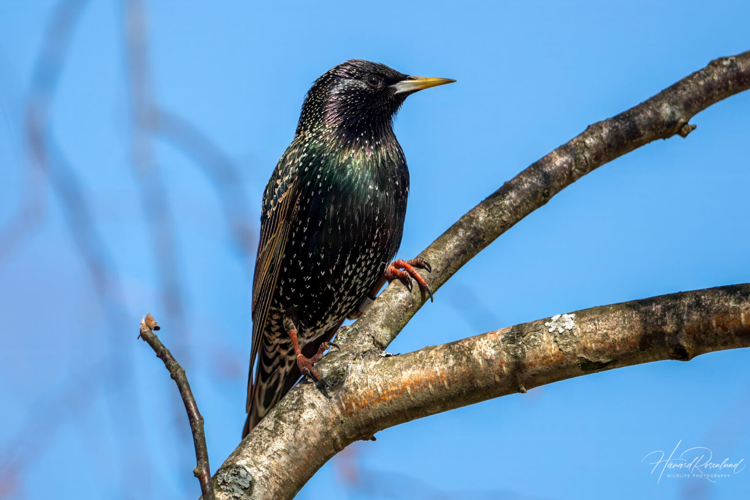Stær (Sturnus vulgaris) @ Fornebu. Foto: Håvard Rosenlund