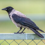 Gråkråke (Corvus corone cornix) @ Fornebu. Foto: Håvard Rosenlund