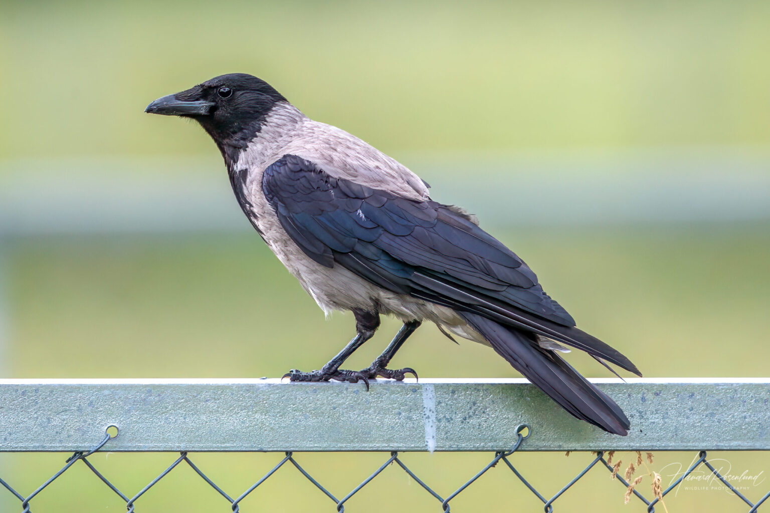 Gråkråke (Corvus corone cornix) @ Fornebu. Foto: Håvard Rosenlund
