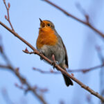 European Robin (Erithacus rubecula) @ Fornebu, Norway. Photo: Håvard Rosenlund