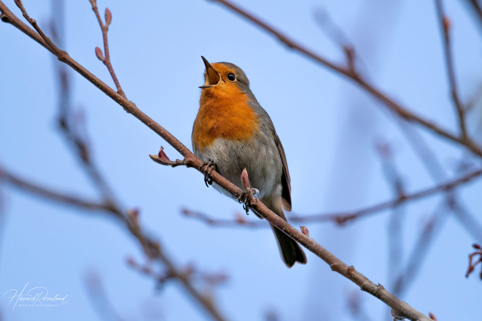 European Robin (Erithacus rubecula) @ Fornebu, Norway. Photo: Håvard Rosenlund