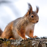 Eurasian Red Squirrel (Sciurus vulgaris) @ Fornebu, Norway. Photo: Håvard Rosenlund