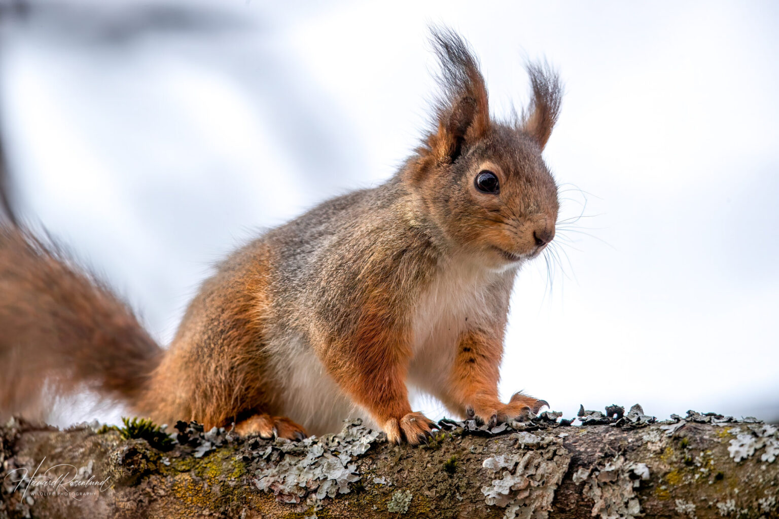 Eurasian Red Squirrel (Sciurus vulgaris) @ Fornebu, Norway. Photo: Håvard Rosenlund