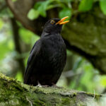 Eurasian Blackbird (Turdus merula) @ Botanical Garden, Oslo, Norway. Photo: Håvard Rosenlund